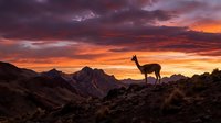 Llama silhouette standing on rocky mountain ridge during dramatic sunset with vibrant orange and purple sky clouds over rugged landscape wilderness adventure.