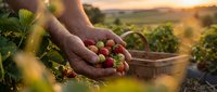 Fresh ripe strawberries cupped in farmer hands during golden hour harvest at organic farm field with basket and plants in warm sunset light.