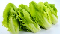Fresh green romaine lettuce hearts arranged in row on white background, showing crisp leaves and natural texture. Isolated organic produce for healthy eating.