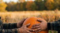 Farmer holding fresh orange pumpkin in autumn harvest field with golden crops and forest background, seasonal agricultural produce ready for thanksgiving celebration and fall decoration.