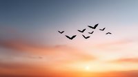 Flock of birds flying in V formation across dramatic sunset sky with orange and pink clouds creating peaceful migration scene.