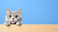 Curious gray British Shorthair cat with bright yellow eyes peeking over wooden surface against blue background, playful expression and paws visible.
