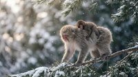 Japanese macaque monkey family grooming in snowy winter forest with falling snowflakes and evergreen pine branches creating peaceful wildlife scene.