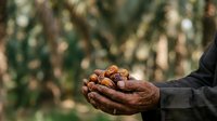 Farmer's hand holding freshly harvested cacao pods in palm, agricultural harvest scene with blurred plantation background, suitable for farming and agriculture content.