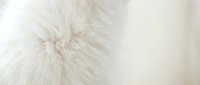 Soft white fluffy fur texture with delicate wispy strands creating a gentle, luxurious surface ideal for backgrounds, design elements, and comfort-themed projects.