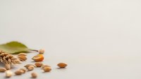 Wheat ears with scattered grains on neutral background for organic farming and agriculture concepts.