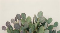 Prickly pear cactus with flat green paddle-shaped segments against neutral beige background for botanical decor and desert landscaping projects.
