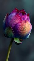 Vibrant lotus flower bud with multicolored petals in purple, pink, blue, and green hues against dark background, perfect for wellness and spiritual designs.