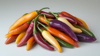 Fresh colorful chili peppers in orange, purple, yellow and green varieties arranged on neutral background, raw organic produce for cooking spicy dishes.