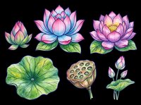 Watercolor lotus flower set with blooms, buds, leaf, and seed pod, isolated on transparent background. Great for stickers, t-shirt design, and print on demand.
