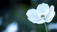 Delicate white anemone flower in full bloom against dark green blurred background, soft natural lighting creates dreamy atmosphere for garden photography.