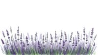 Lavender flowers border with purple blooms and green stems isolated on white background for aromatherapy and spa design projects.