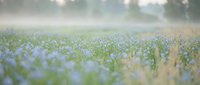 Dreamy meadow with delicate blue wildflowers blooming in soft morning light creating peaceful natural landscape for wellness and relaxation content.