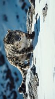 Snow leopard resting on rocky cliff in winter mountain habitat with snowy landscape and blue sky background for wildlife conservation content.