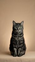 Adorable tabby cat sitting upright with green eyes against warm beige background, studio portrait for pet care and animal lover content.