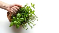 Hand holding wicker basket filled with fresh green herbs including basil, rosemary and mint on white background for culinary and cooking projects.