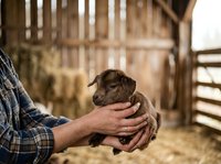 Farmer holding newborn goat kid in hands at rural barn, agricultural livestock care and animal husbandry concept for farming industry.