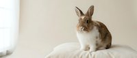 Fluffy brown and white rabbit sitting on soft white cushion against neutral background, suitable for pet care, animal wellness, and lifestyle content.