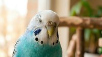 Closeup of a blue and white budgerigar with yellow beak facing camera, displaying feather details and markings for pet bird, wildlife, and animal content.