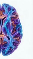 Colorful human brain anatomy with glowing neural pathways and synapses in purple blue orange hues for medical education neuroscience research presentations.
