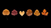 Six autumn leaves in warm tones including a heart-shaped leaf, isolated on transparent background. Great for T-shirts, stickers, clipart, sublimation, and print on demand.