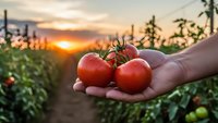 Fresh ripe tomatoes in farmer's hand at sunset in organic vegetable garden. Agricultural harvest concept for healthy eating and sustainable farming.