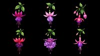Fuchsia flowers isolated on transparent background, ready for t-shirt design, clipart, stickers, sublimation and print-on-demand projects.