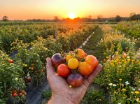 Fresh organic tomatoes in farmer hand at sunset over agricultural field with golden light creating warm harvest atmosphere for healthy food concepts.