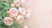 Soft pink roses in full bloom with delicate petals and green foliage against dreamy blurred background for romantic wedding invitations and feminine designs.