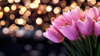 Pink tulips against blurred golden bokeh lights background create romantic mood. Fresh spring flowers with soft evening glow for celebration and holiday designs.