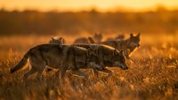 Pack of wild canines hunting together in golden grassland during sunset, suitable for wildlife documentaries, nature publications, and educational content about predator behavior.