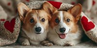 Two adorable Welsh Corgi puppies snuggling together under a cozy red and beige blanket, creating a heartwarming pet portrait for animal lovers.