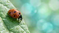 Red ladybug beetle sitting on green leaf with water droplets in soft bokeh natural background for spring garden and nature photography projects.