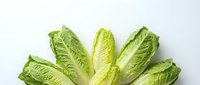 Fresh romaine lettuce leaves arranged in fan pattern on white background, organic green vegetable for healthy cooking and salad preparation.