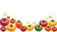Colorful heirloom tomatoes border with red, yellow, orange and green varieties on white background for culinary designs and healthy food concepts.