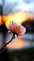 Delicate pink flower silhouetted against golden sunset sky, with water droplets on petals creating ethereal atmosphere. Macro photography captures nature's tranquil moment.