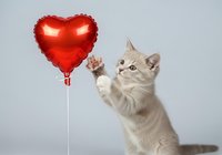 Red heart-shaped foil balloon held by playful tabby cat on white background. Isolated stock photo suitable for Valentine's Day, love, pet, and greeting card designs.
