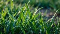 Fresh green grass blades with morning dew drops in sunlight, ideal for lawn care, gardening, nature and environmental backgrounds.