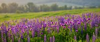 Purple lupine flowers blooming in countryside field with soft morning light and blurred landscape background for nature photography and botanical designs.