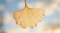 Golden ginkgo leaf with intricate vein patterns against soft blurred sky background, symbolizing autumn season and natural beauty in botanical photography.