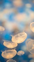 Translucent jellyfish floating gracefully in deep blue ocean water with soft bokeh lighting effects creating dreamy underwater marine life scene.