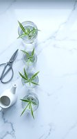 Spider plant cuttings in glass jars with water for propagation on white marble surface with scissors and watering can for home gardening projects.