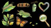 Caterpillar life cycle clipart set with butterfly, chrysalis, and leaves, isolated on transparent background. Great for t-shirts, stickers, and print on demand.