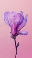 Delicate purple magnolia flower with translucent petals against soft pink background, showcasing natural veining and graceful form. Suitable for wellness and spa designs.