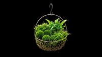 Hanging moss ball terrarium with lush green moss and foliage, isolated on transparent background. Ready for design use on t-shirts, clipart, stickers, print-on-demand products, and digital crafts.