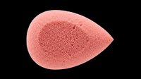 Coral pink teardrop-shaped beauty sponge isolated on transparent background, ready for makeup, cosmetics, and design projects including t-shirts, clipart, and print-on-demand products.