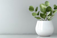 Green pilea peperomioides plant in round white ceramic pot against light gray wall background, modern minimal home decor styling.
