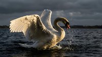 Majestic white swan spreading wings on dark water surface against dramatic stormy sky creating powerful nature scene for wildlife photography projects.