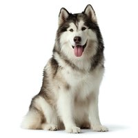 Friendly Alaskan Malamute dog with gray and white fur sitting against white background, tongue out, looking at camera. Isolated for pet care advertising.