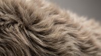Close-up of soft, fluffy gray animal fur with natural texture and swirling hair pattern, showcasing fine detail and warmth.